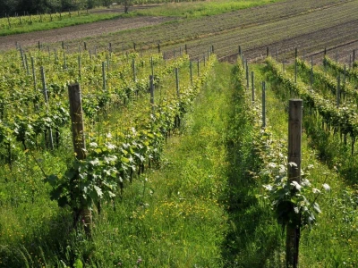 Vinarija Sokač