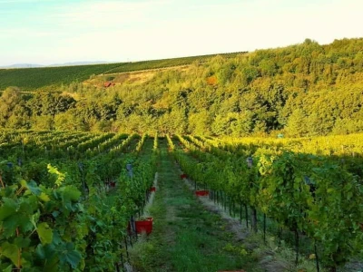 Vinarija Soldo iz Vetova