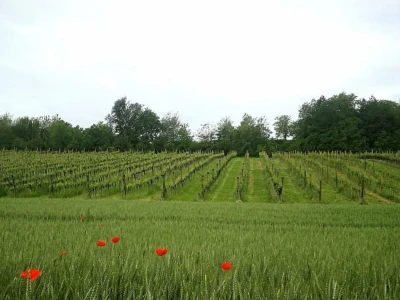 Vinarija Soldo iz Vetova
