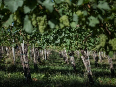 Vinarija Štampar iz Svetog Urbana uspješno je spojila stogodišnju tradiciju, iznimnu kvalitetu i inovativnost u proizvodnji vina