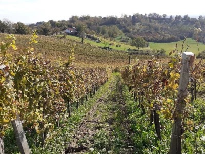 Vinarija Trdenić