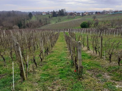Vinarija Trdenić
