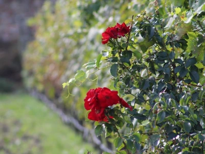 Vinarija Venissa tek nekoliko centimetara nad morem