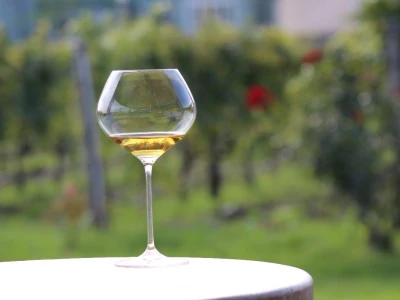 Vinarija Venissa tek nekoliko centimetara nad morem