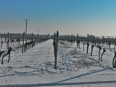Vinceška 2017. Belje