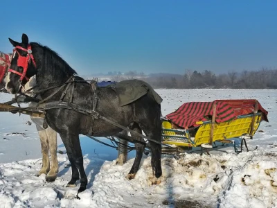 Vinceška 2017. Belje