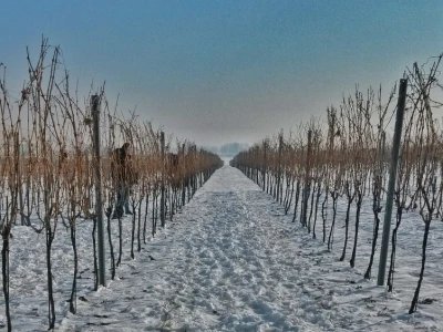 Vinceška 2017. Belje