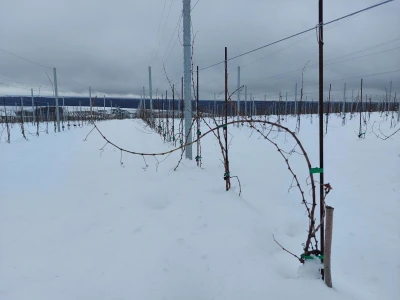 Vinkovo 2023