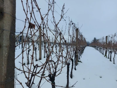 Vinkovo 2023