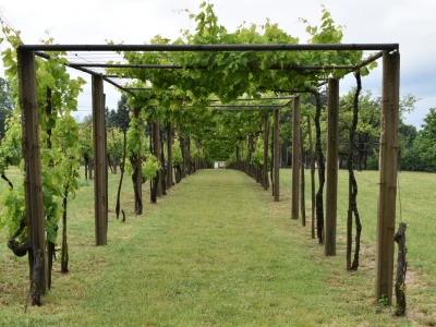 Vinogorje Erdut