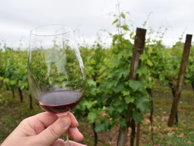 Vinogorje Erdut