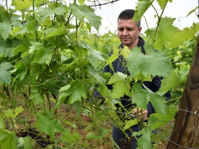 Vinogorje Erdut