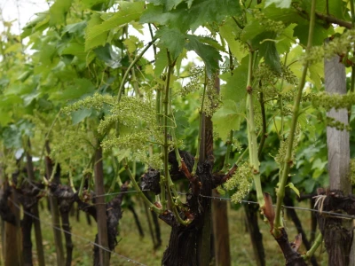 Vinogorje Erdut