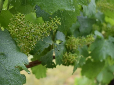 Vinogorje Erdut
