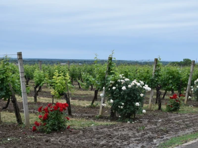 Vinogorje Erdut