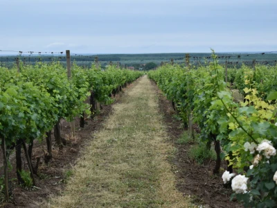 Vinogorje Erdut