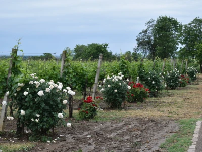 Vinogorje Erdut