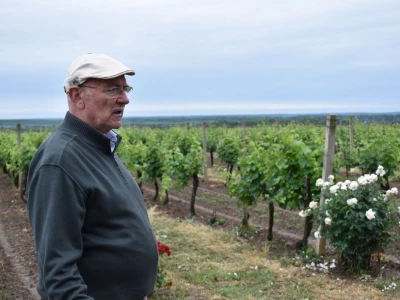 Vinogorje Erdut