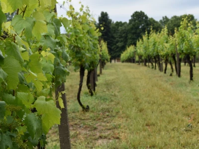 Vinogorje Erdut