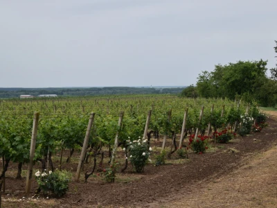 Vinogorje Erdut