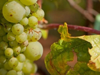 Vinograd