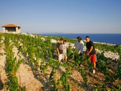Frano Milina sa sinovima u vinogradu
