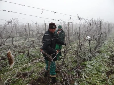 Prezentacija u vinogradu