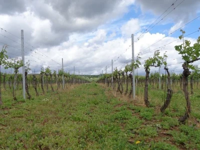 Poezija u boci Baranjskog vinogorja