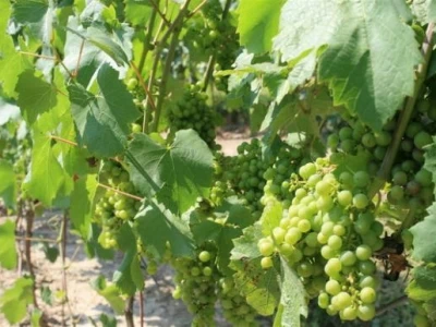Obilazak vinograda