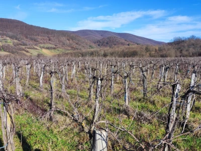 Vinograd u Starom Petrovom Selu