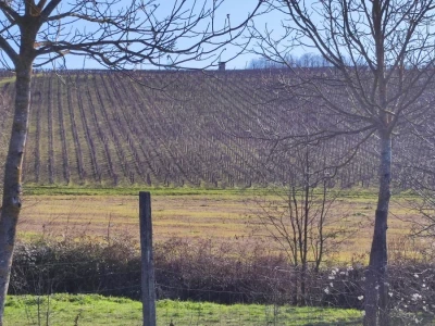 Vinograd u Starom Petrovom Selu
