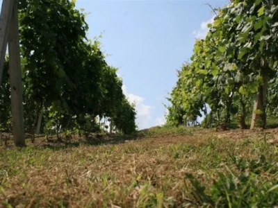 Vinograd