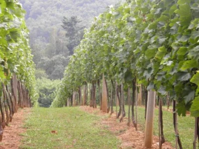 Susret vinogradara stubičkog kraja