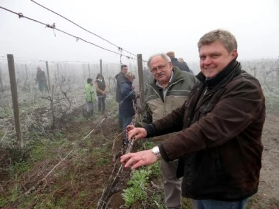 Vinograd