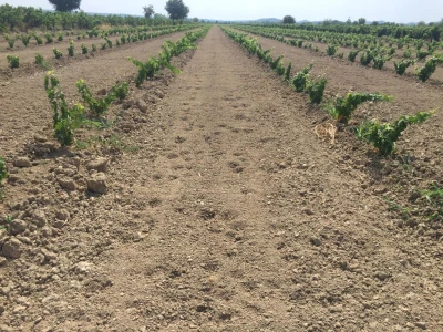 VINOGRADARSKI POLOŽAJ - Otkrivena tajna Nadinskog blata!