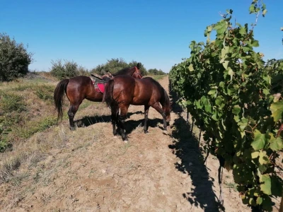 VINOGRADARSKI POLOŽAJ - Otkrivena tajna Nadinskog blata!