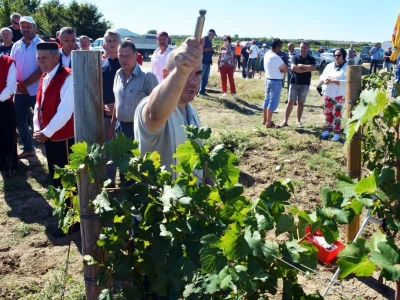 VINOGRADARSKI POLOŽAJ - Otkrivena tajna Nadinskog blata!