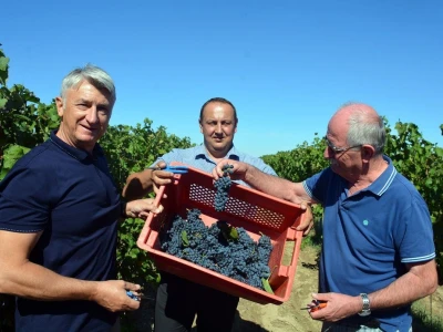 VINOGRADARSKI POLOŽAJ - Otkrivena tajna Nadinskog blata!