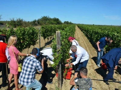 VINOGRADARSKI POLOŽAJ - Otkrivena tajna Nadinskog blata!