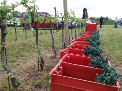 Vinogradarstvo