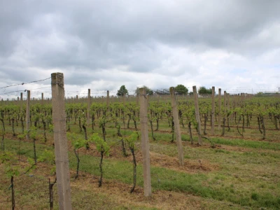 Vinogradarstvo