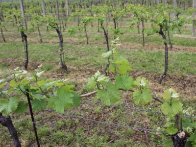 Vinogradarstvo