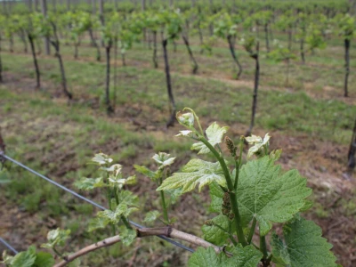Vinogradarstvo