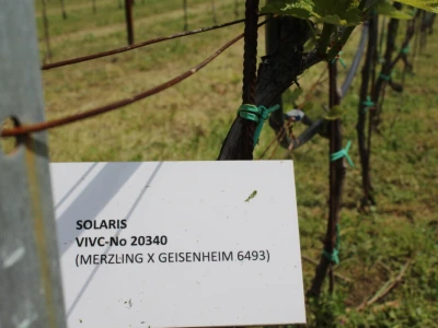 Vinogradarstvo
