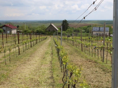 Vinogradarstvo