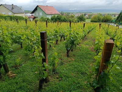 Vinogradarstvo Krauthaker, fotografije