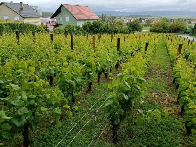 Vinogradarstvo Krauthaker, fotografije
