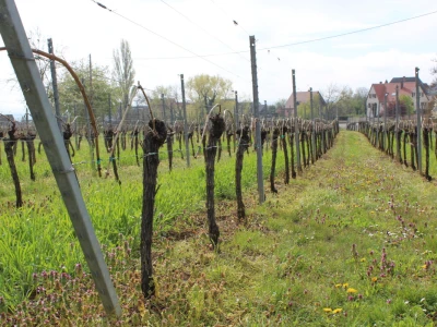 Vinarija Horscher, regija D'Alsace, Francuska