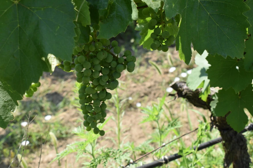 Stanje vinograda
