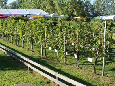 Vinova loza